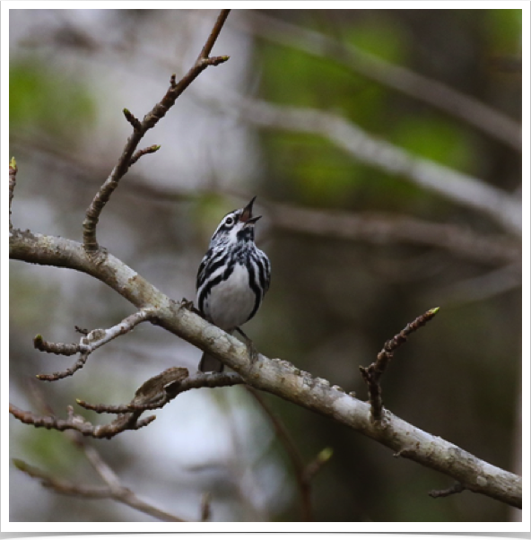 Black-and-White Warbler